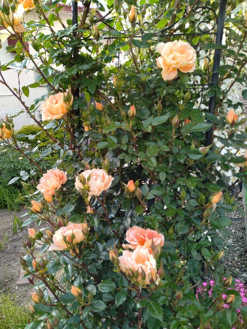 f:id:korokumi:20230601202703j:image