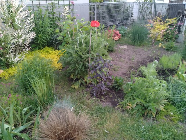 f:id:korokumi:20230603072219j:image