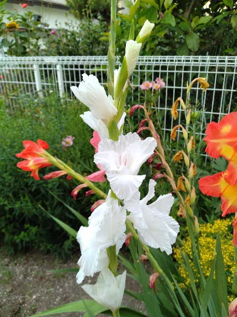f:id:korokumi:20230805055545j:image