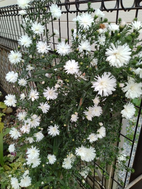 f:id:korokumi:20230914152113j:image f:id:korokumi:20230914152113j:image