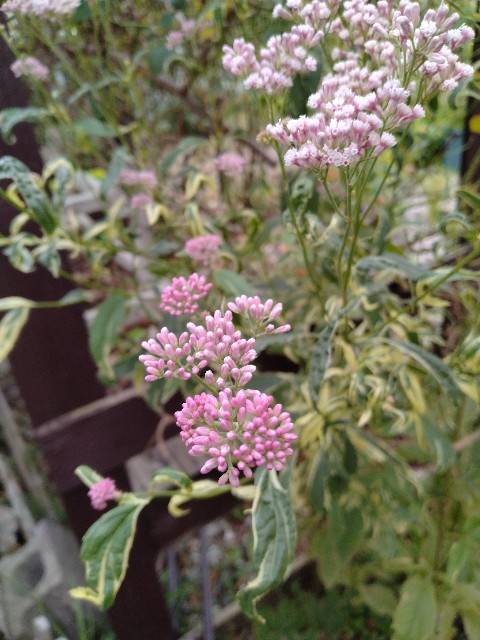 f:id:korokumi:20231004064539j:image f:id:korokumi:20231004064539j:image