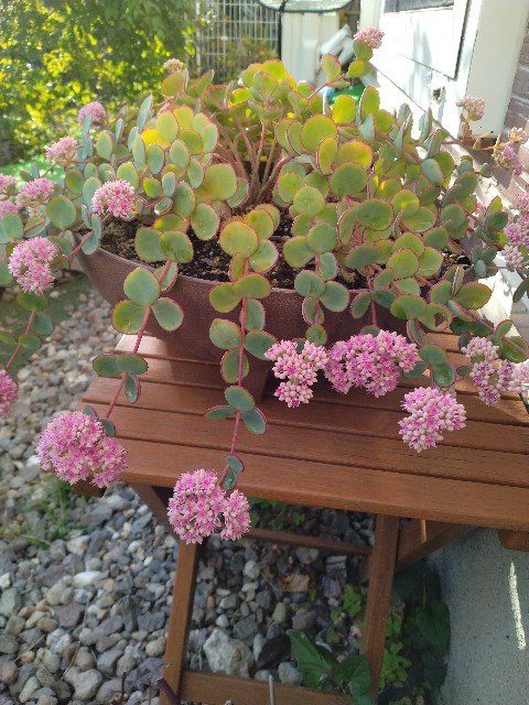 f:id:korokumi:20231012162444j:image f:id:korokumi:20231012162444j:image