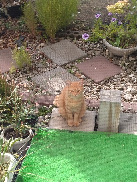 f:id:korokumi:20231012181958j:image f:id:korokumi:20231012181958j:image