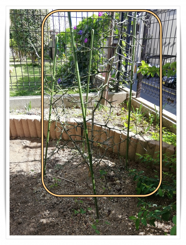カラタチの挿し木、7か月後。 来春の台木はいくつになったのか