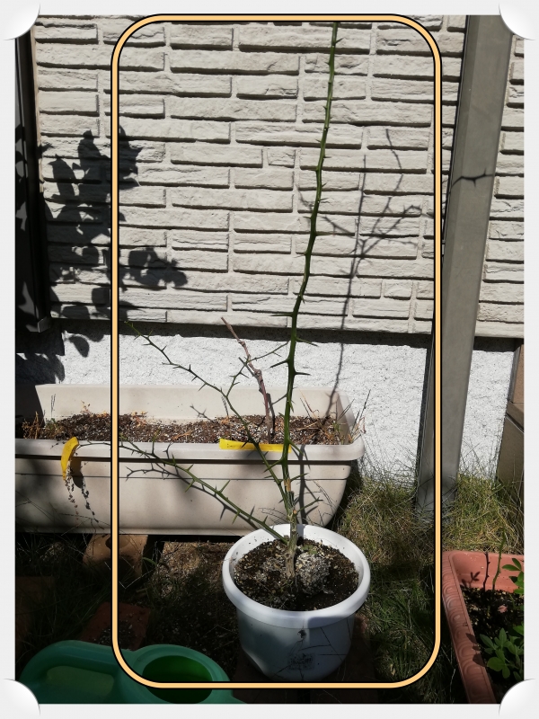 カラタチの挿し木、7か月後。 来春の台木はいくつになったのか