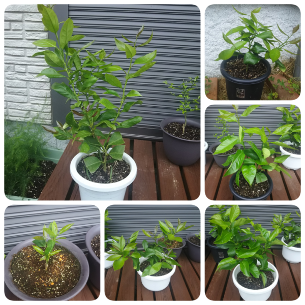 レモンの苗木（挿し木苗） Amazon.co.jp: トゲなしレモン 8号鉢植え 接ぎ木苗 大苗 : DIY・工具