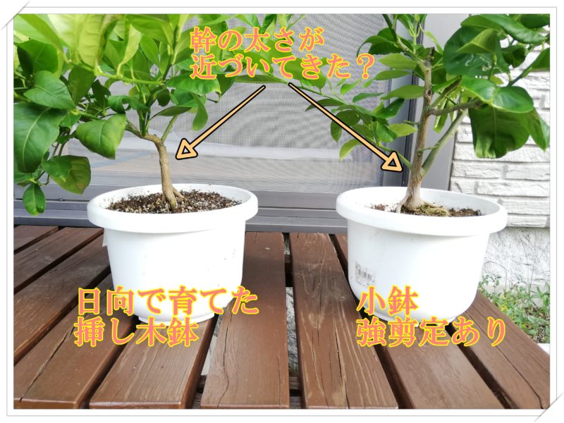 レモンの苗木（挿し木苗） 63 レモン 挿し木苗 小苗 ポットのままの発送 - メルカリ