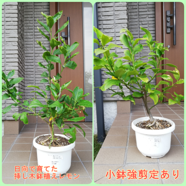 レモンの苗木（挿し木苗） レモンの苗木（挿し木苗） レモンの苗木を買う必要はありません！剪定