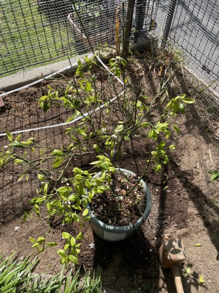 枯れ木 ドライ盆栽【枯淡の美】 DRY BONSAI | DRY BONSAI｜ドライ盆栽｜枯れ盆栽