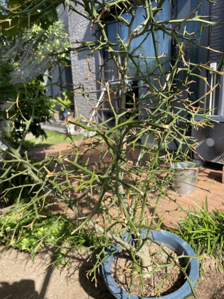 枯れ木 ドライ盆栽【枯淡の美】 DRY BONSAI | DRY BONSAI｜ドライ盆栽｜枯れ盆栽