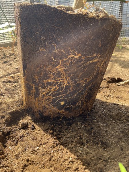 枯れ木 ドライ盆栽【枯淡の美】 DRY BONSAI | DRY BONSAI｜ドライ盆栽｜枯れ盆栽