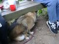 [コロ]頭かくして尻隠す