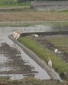 [鳥]餌はこうして捕るのよ