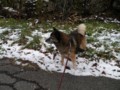 [コロ]雪が好き