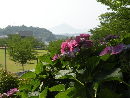 総合公園の紫陽花