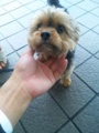 うちの犬