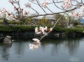 [桜]ゆうゆう祭り・杖の渕公園の池と桜