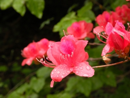 f:id:koromama:20120601151936j:image:w240:left