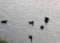 [鳥]