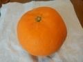 [果物]みかん千球舌慣らし