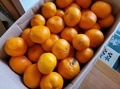 [果物]温州みかん