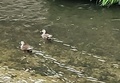 [鳥]