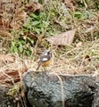[鳥]ジョウビタキ♂