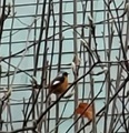 [鳥]ジョウビタキ♂