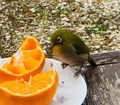 [鳥]メジロ