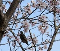 [鳥]
