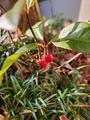 [植物][実]2023.12.7ヤブコウジ