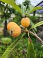 [植物]2024.5.19ビワ実