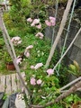 [植物]2024.5.19ミニバラ