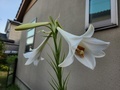 [植物]2024.8.10テッポウユリ