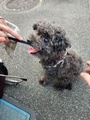 [生きもの][犬]2024.9.8