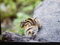 [生きもの]