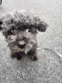 [生きもの][犬]2024.9.21