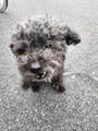 [生きもの][犬]2024.9.21