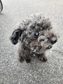 [生きもの][犬]2024.9.21