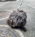 [生きもの][犬]2024.9.21