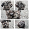 [生きもの][犬]2024.9.21