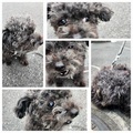 [生きもの][犬]2024.9.21