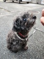 [生きもの][犬]2024.10.12