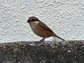[生きもの][鳥]2024.10.24モズ