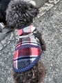 [生きもの][犬]2025.1.18.