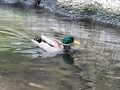 [生きもの][鳥]2025.2.278