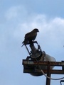 [生きもの][鳥]2025.2.278