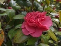 [植物]2026.4.13ツバキ