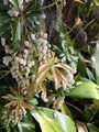 [植物]2026.4.13アセビ