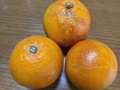 [食][いただき物]2026.4.16柑橘（ブラッドオレンジ）